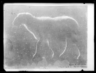 Studio di pecora, disegno a matita a carboncino di Pellizza da Volpedo