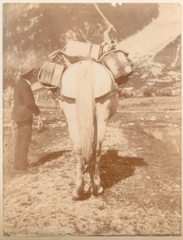 Alpi meridionali della Nuova Zelanda:  preparazione della soma di un cavallo durante la spedizione di Giuseppe Borsalino