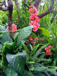 Foto piante tropicali